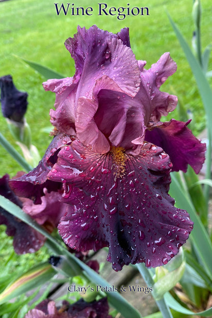 WINE REGION  - 2018 Tall Bearded Iris - Ruffled Late blooming Show Stopper!