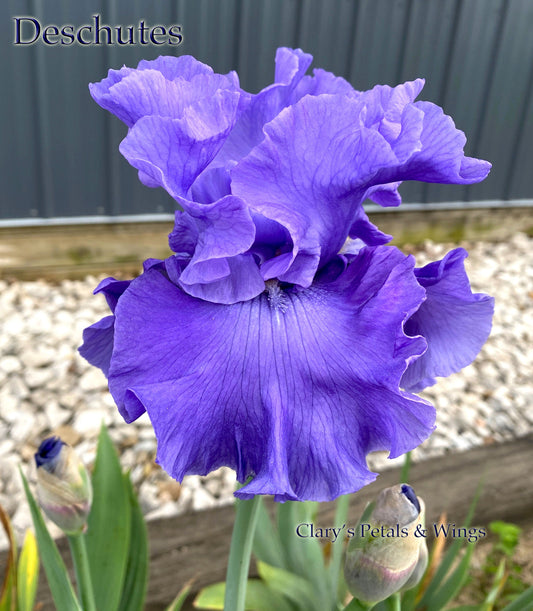 DESCHUTES - 2018 - TB