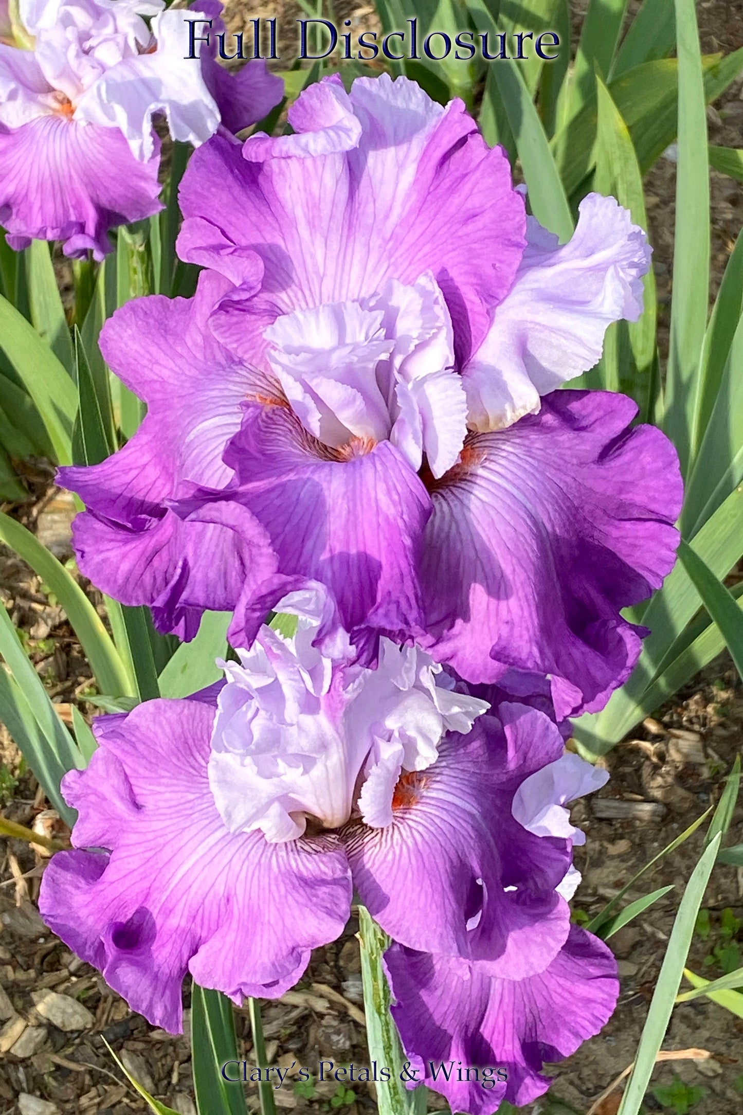 FULL DISCLOSURE - 2013 Tall Bearded Iris - Flattie! Fragrant!