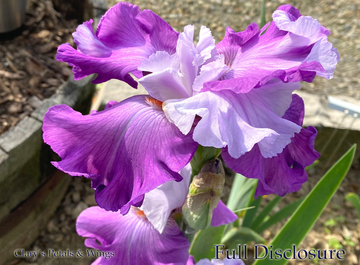 FULL DISCLOSURE - 2013 Tall Bearded Iris - Flattie! Fragrant!