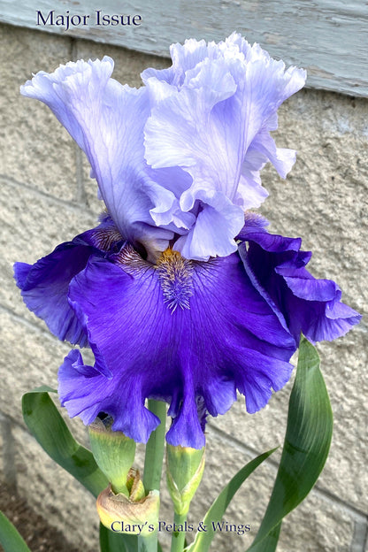 Major Issue - 2018 Tall Bearded Iris - Ruffled Garden Show Stopper!