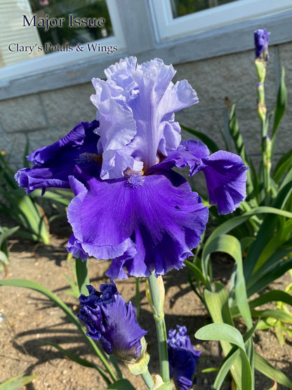 Major Issue - 2018 Tall Bearded Iris - Ruffled Garden Show Stopper!