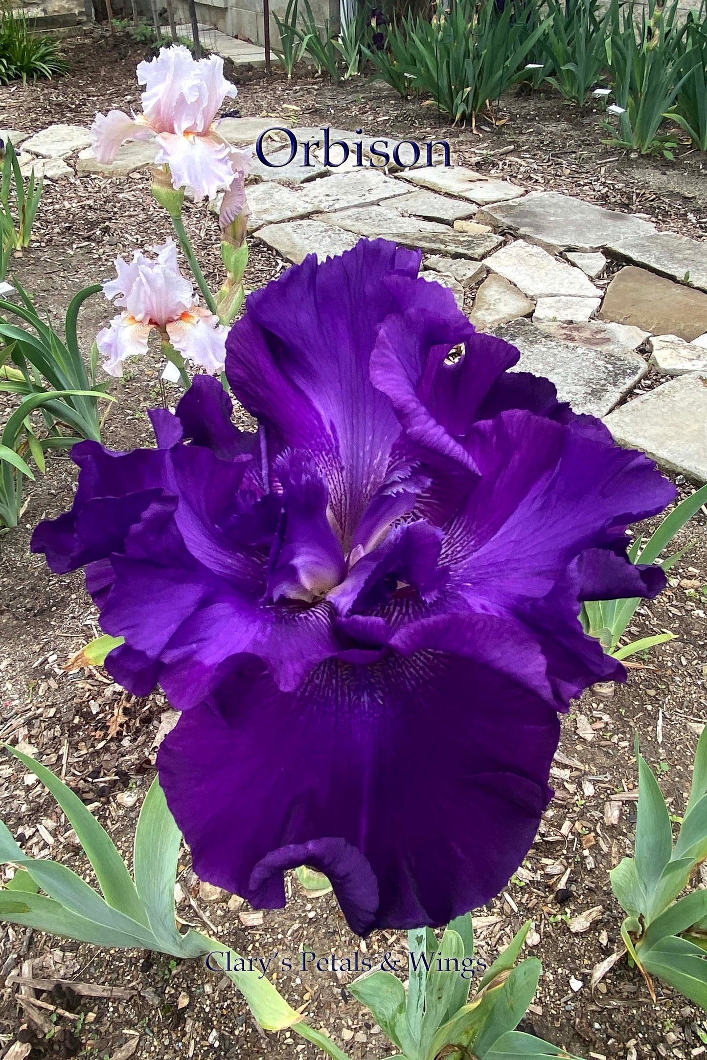 ORBISON -2008 TB-Fragrant