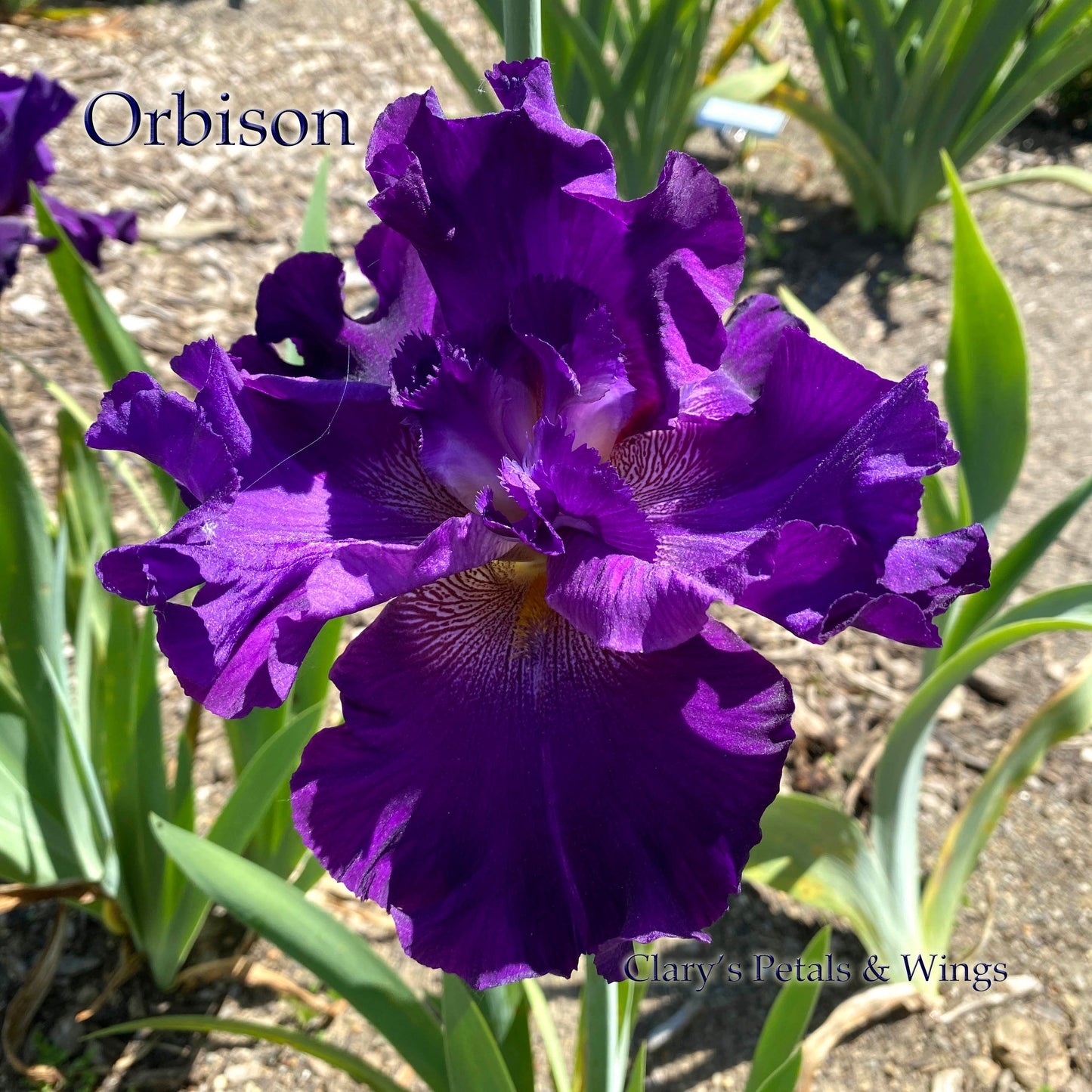 ORBISON -2008 TB-Fragrant