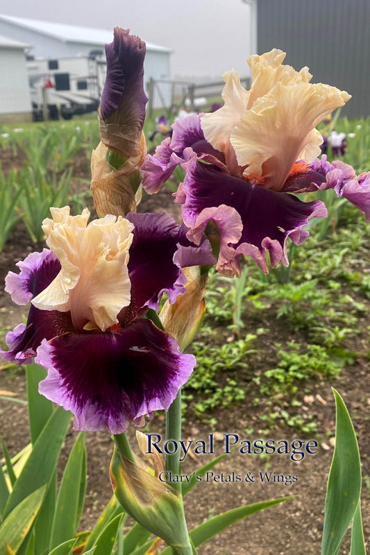 Royal Passage - 2019 Tall Bearded Iris - Ruffled and full of buds!