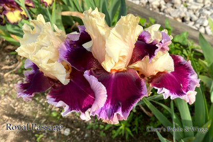 Royal Passage - 2019 Tall Bearded Iris - Ruffled and full of buds!