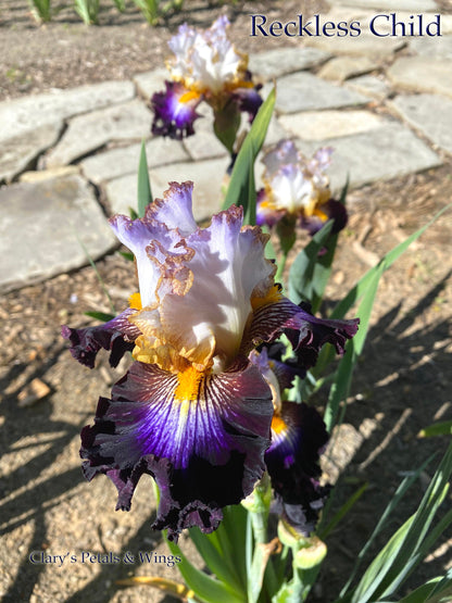 Reckless Child - 2019 Tall Bearded Iris - Eye Catching and Ruffled