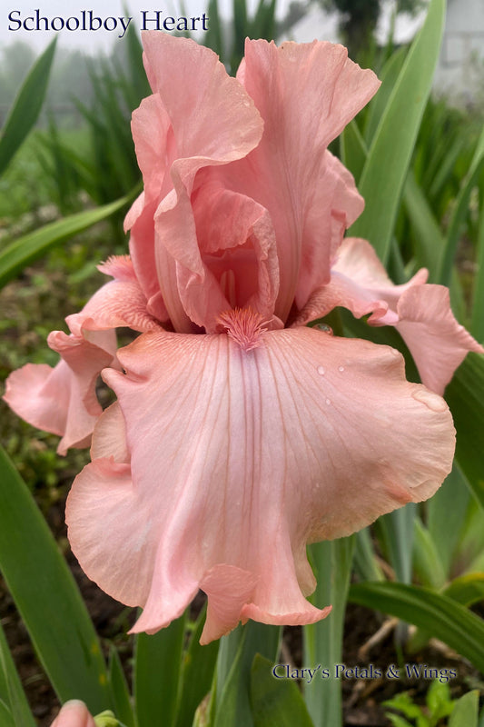 SCHOOLBOY HEART - 2018 - TB