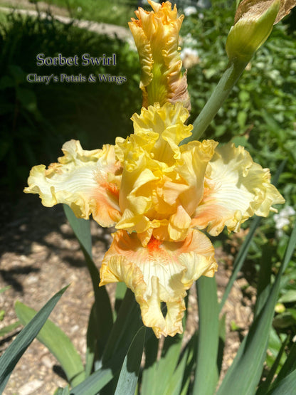 SORBET SWIRL  - 2018 Boarder Bearded Iris - Very early bloom