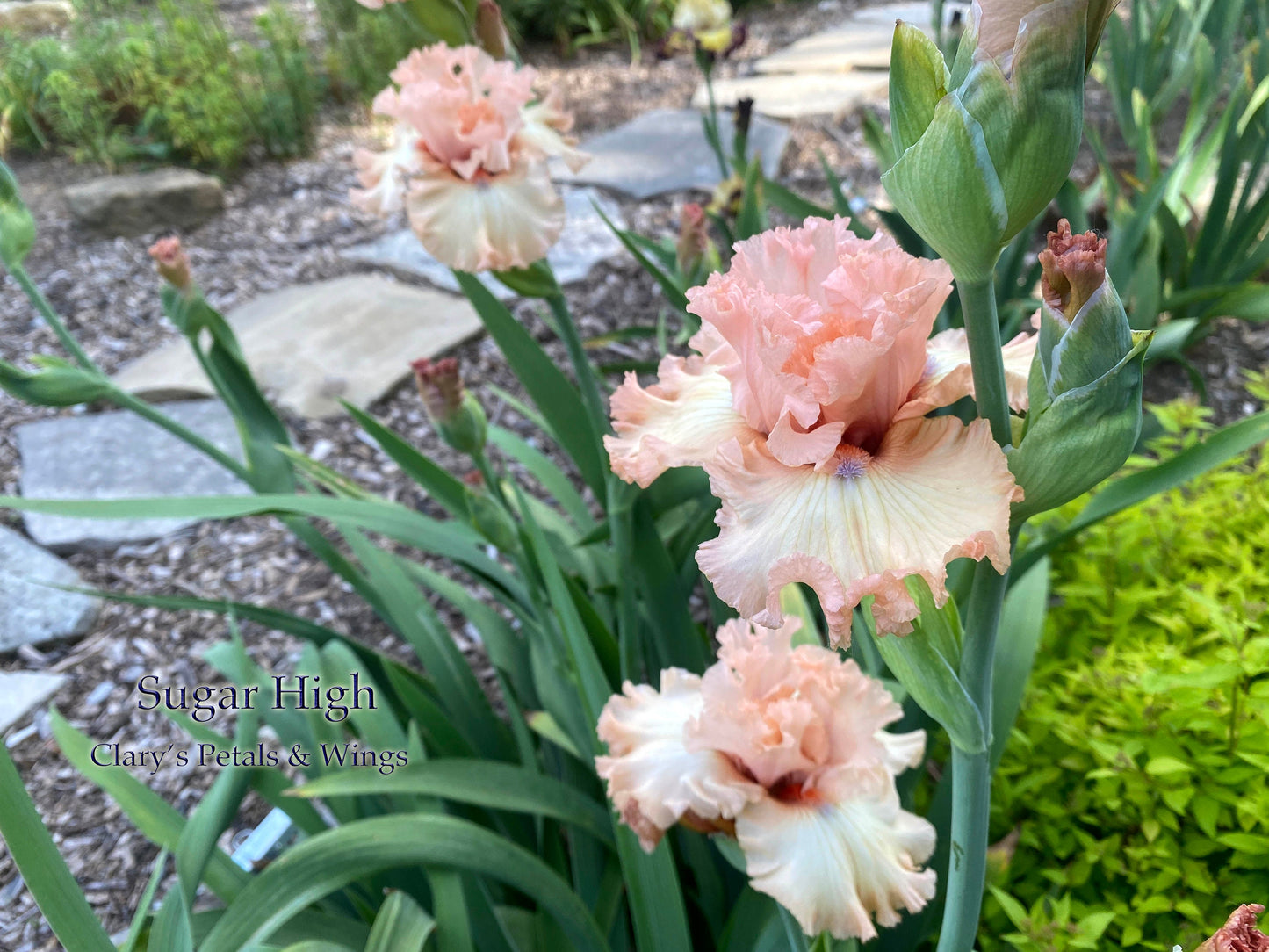 SUGAR HIGH - 2018 Tall Bearded Iris - Ruffled Pink Garden Show Stopper!