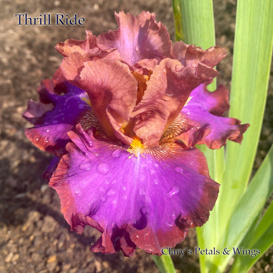 THRILL RIDE - 2015 Tall Bearded Iris - Fragrant and showy