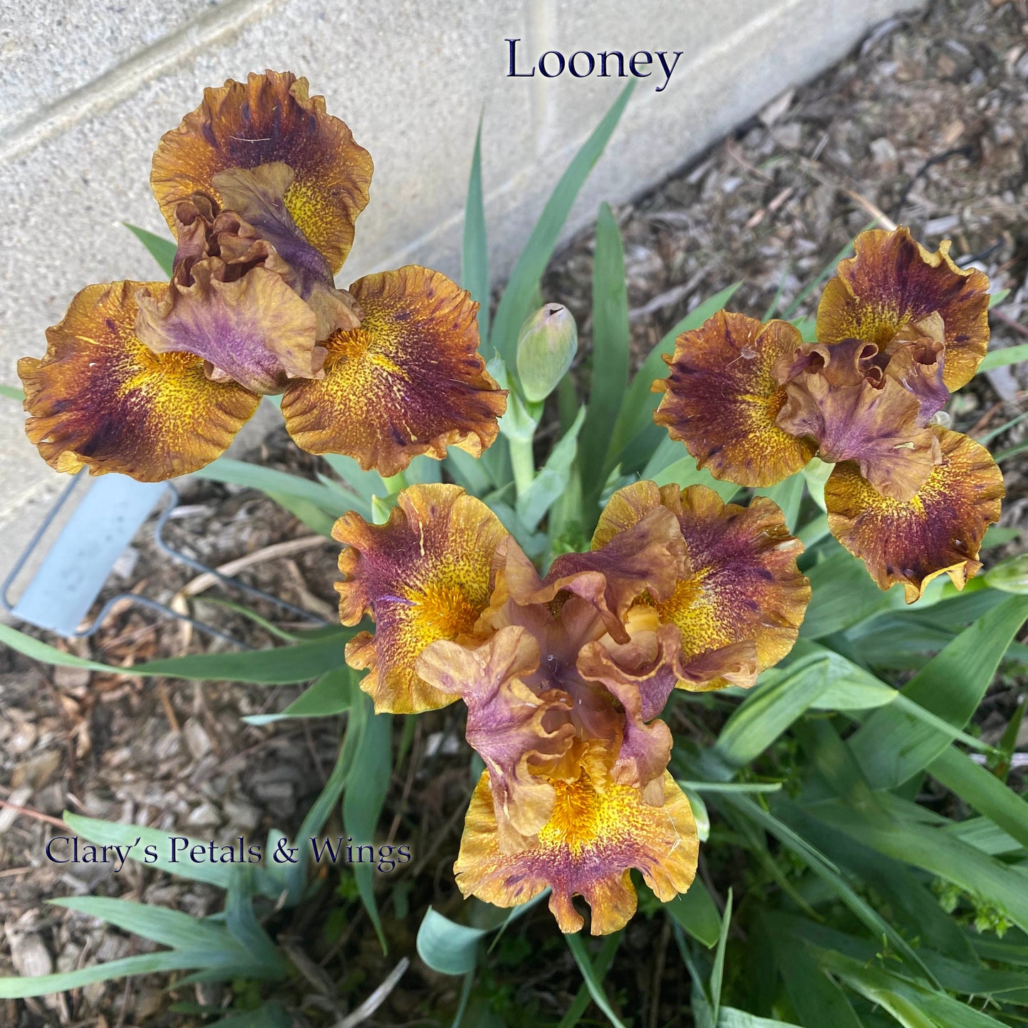 Looney - Standard Dwarf Bearded Iris - Very unique and showy