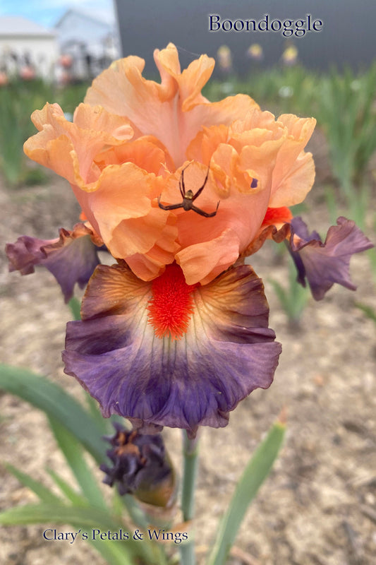 BOONDOGGLE - 2017 - BB