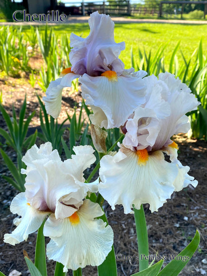 Chenille - 2010 Tall Bearded Iris - Garden Standout!