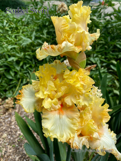 SORBET SWIRL  - 2018 Boarder Bearded Iris - Very early bloom