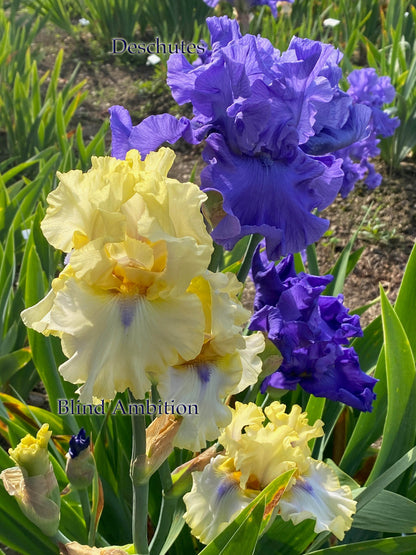 Deschutes - 2018 Tall Bearded Iris - Ruffled Garden Show Stopper!