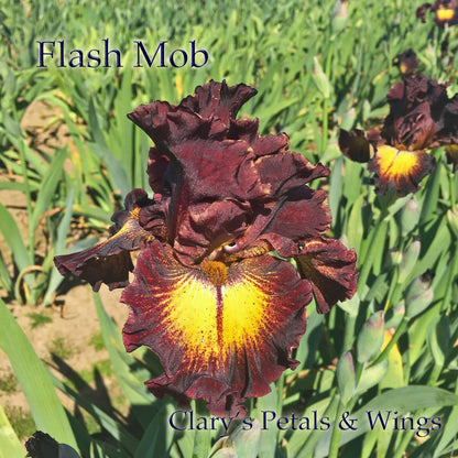 Flash Mob - 2016 Tall Bearded Iris - Dark ebony rose - Award Winner