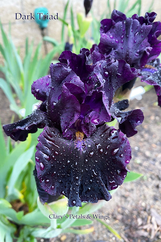Dark Triad - Intermediate Bearded Iris - Stylish glossy black & purple