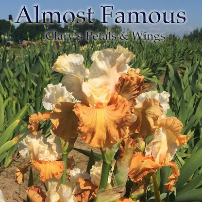ALMOST FAMOUS - 15/16 Boarder Bearded Iris - Australian import