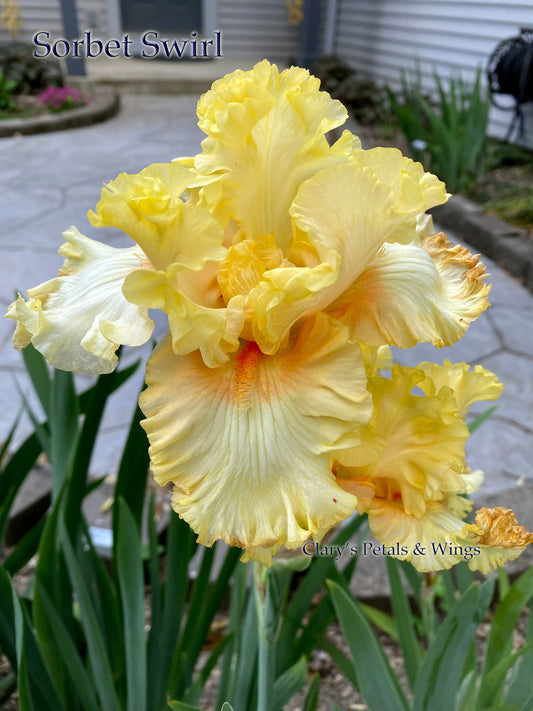 SORBET SWIRL - 2018 - BB