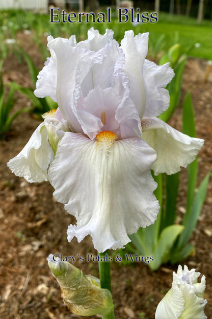 Eternal Bliss - Tall Bearded Iris -  Rebloomer