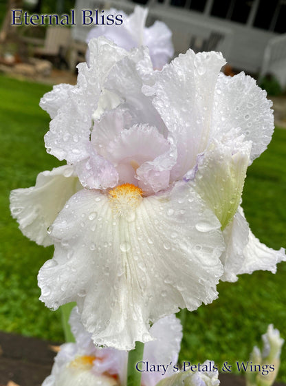 Eternal Bliss - Tall Bearded Iris -  Rebloomer