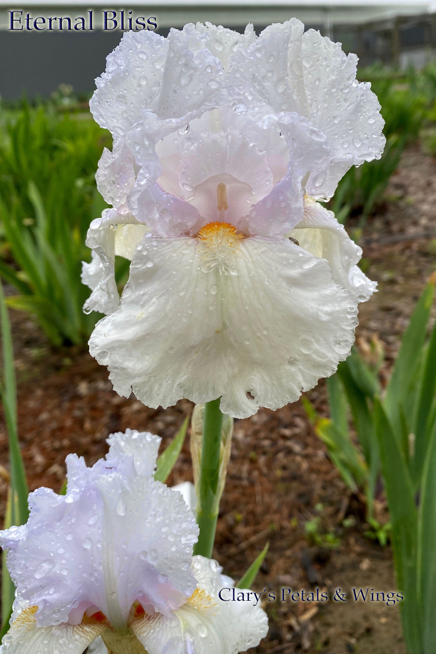 Eternal Bliss - Tall Bearded Iris -  Rebloomer