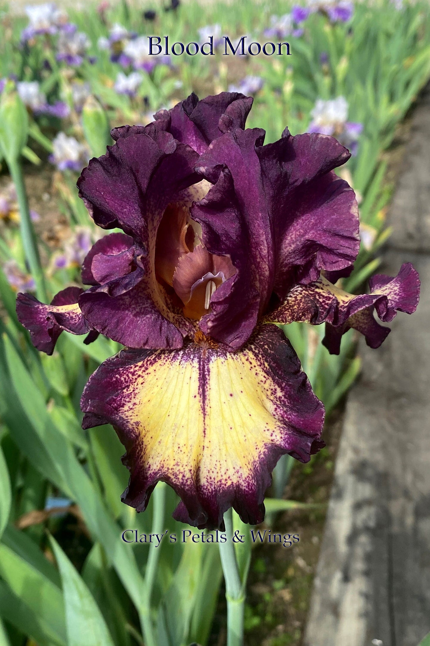 Blood Moon - 2017 Tall Bearded Iris - Garden Standout!