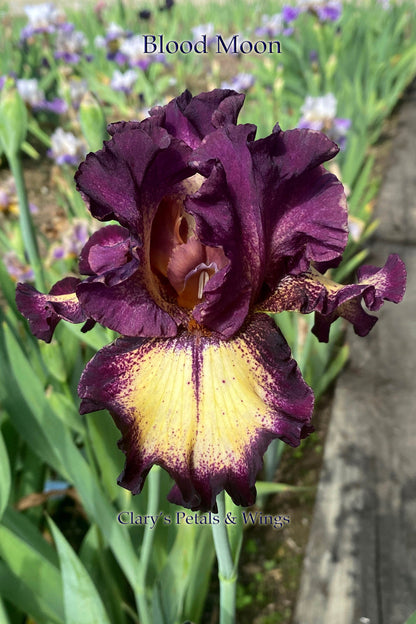 Blood Moon - 2017 Tall Bearded Iris - Garden Standout!