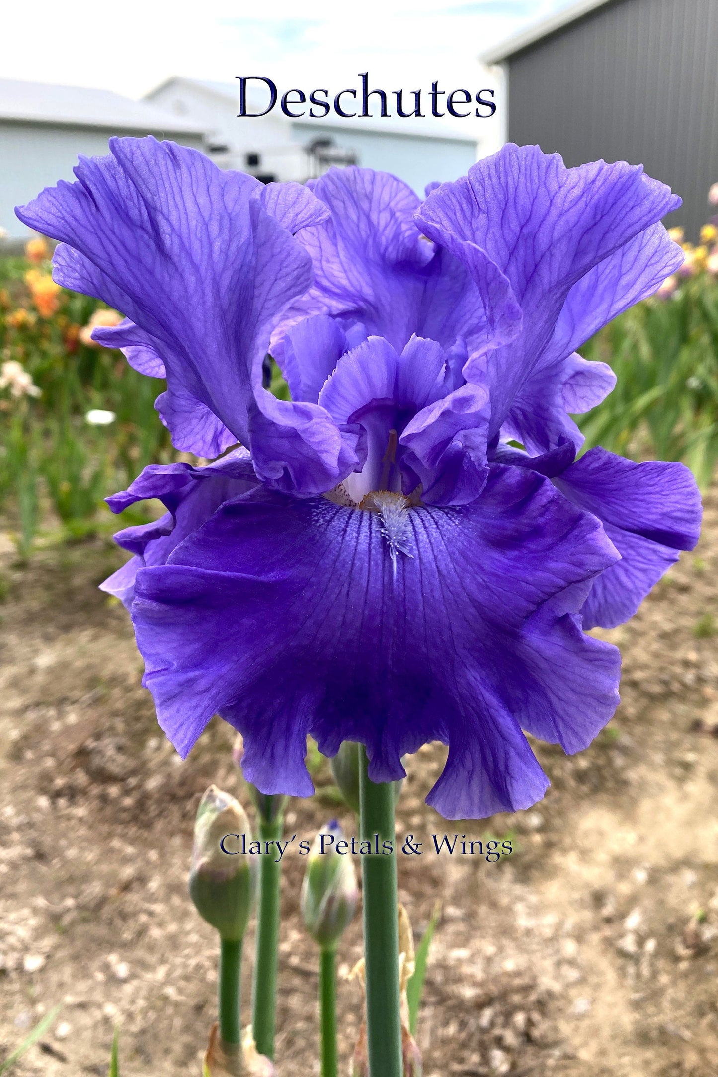 Deschutes - 2018 Tall Bearded Iris - Ruffled Garden Show Stopper!