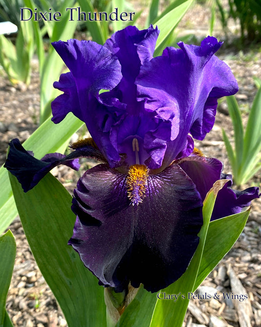 Dixie Thunder - 2013 Tall Bearded Iris - purple, black & fragrant