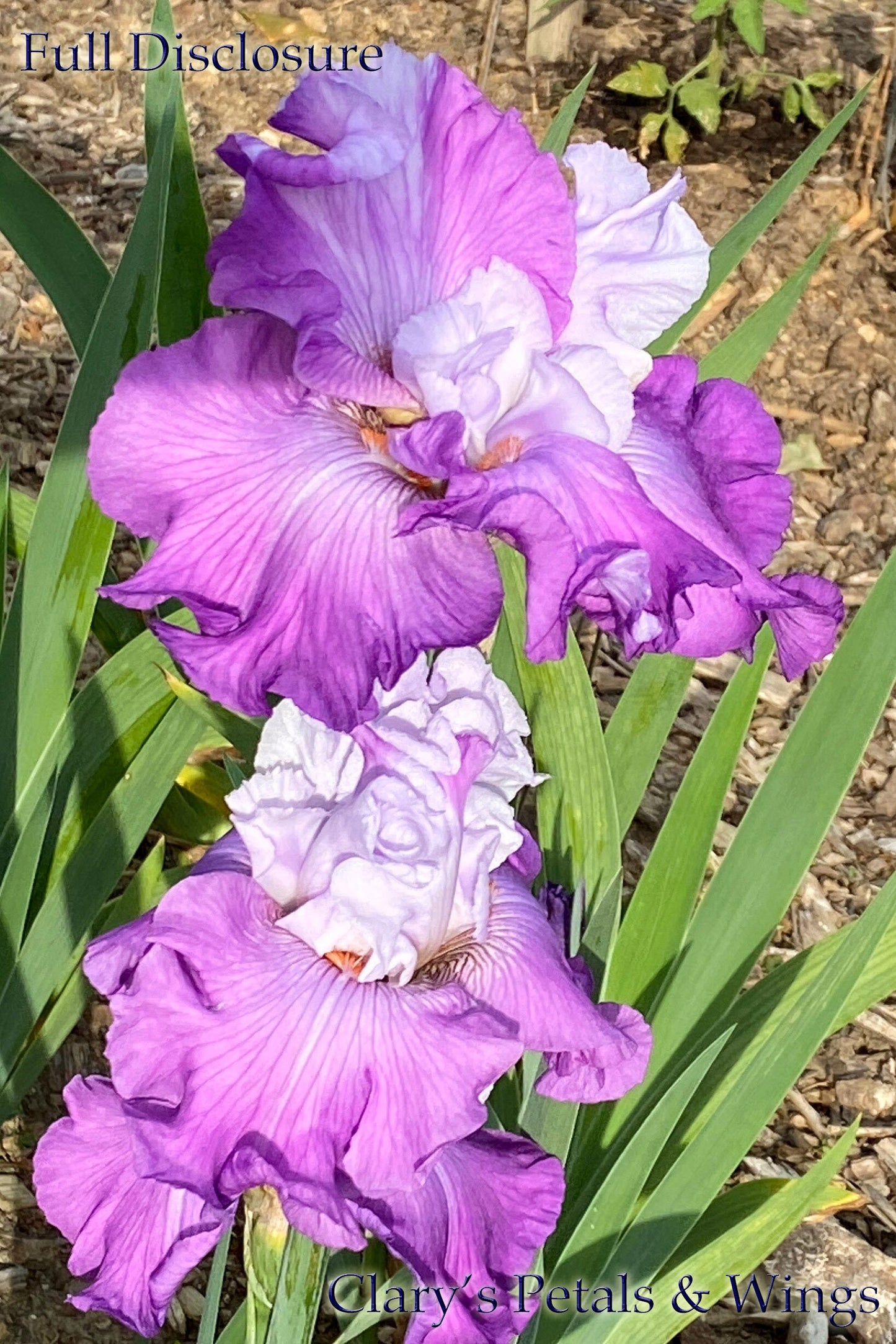 FULL DISCLOSURE - 2013 Tall Bearded Iris - Flattie! Fragrant!