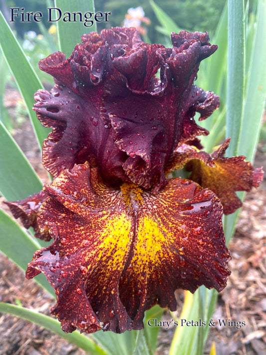 FIRE DANGER - 2015 Tall Bearded Iris - Red Plicata