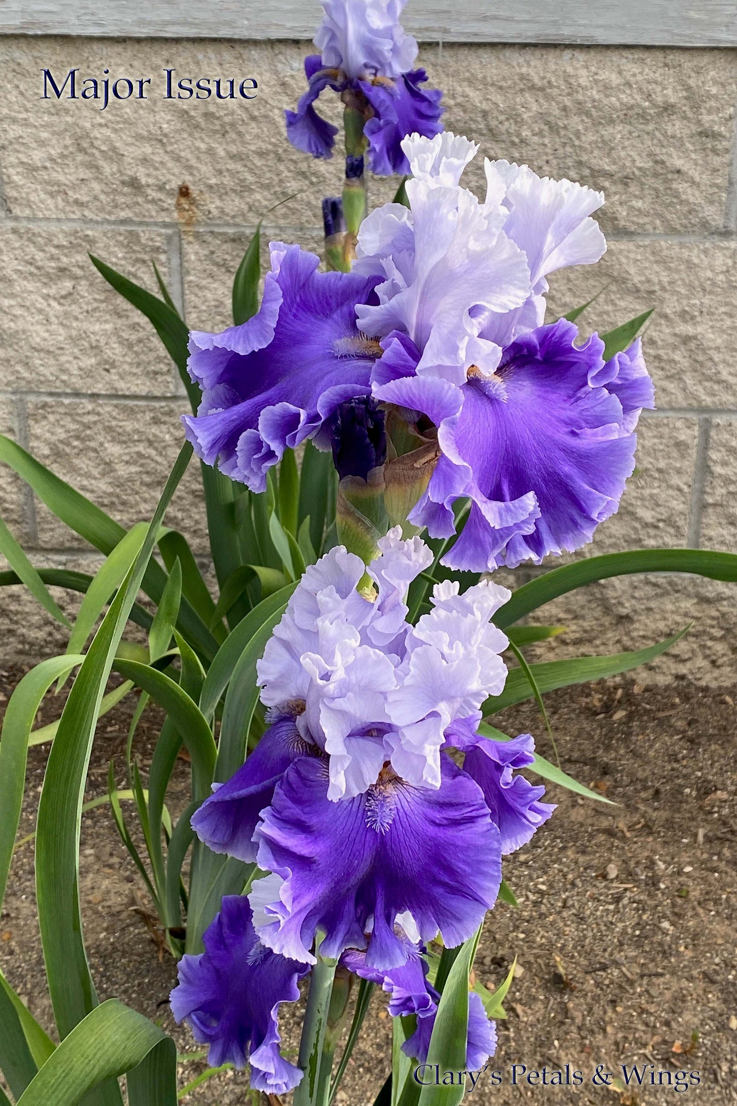 Major Issue - 2018 Tall Bearded Iris - Ruffled Garden Show Stopper!