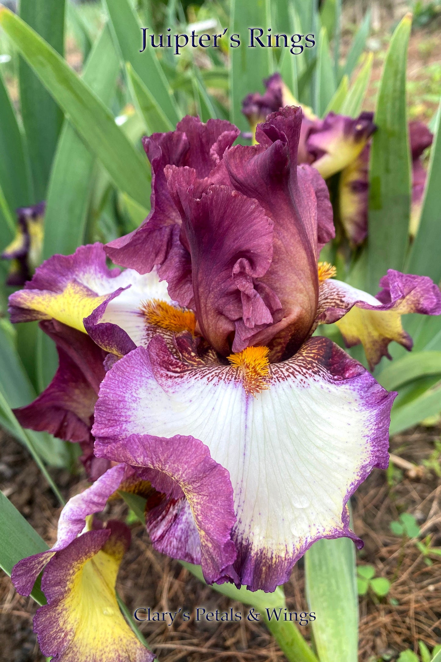 JUPITER’S RINGS -  Tall Bearded Iris