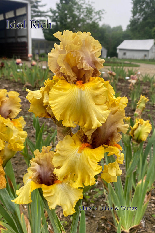 IDLE RICH - 2016 Tall Bearded Iris - Award Winner