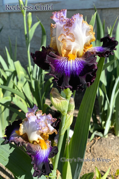 Reckless Child - 2019 Tall Bearded Iris - Eye Catching and Ruffled