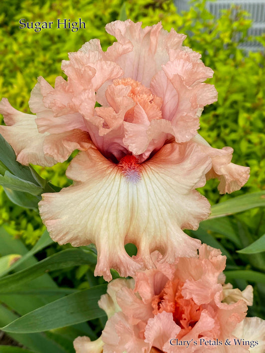 SUGAR HIGH - 2018 - TB