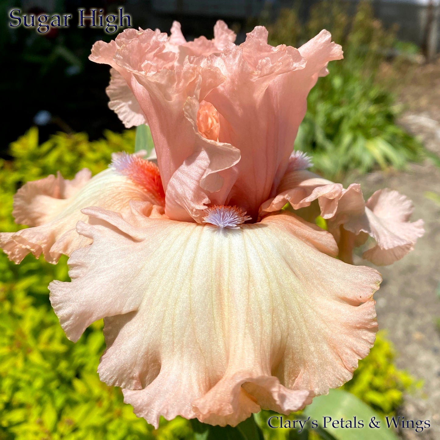 SUGAR HIGH - 2018 Tall Bearded Iris - Ruffled Pink Garden Show Stopper!