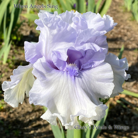 WHEN ANGELS SING - 2016 Tall Bearded Iris - Gorgeous fragrant!