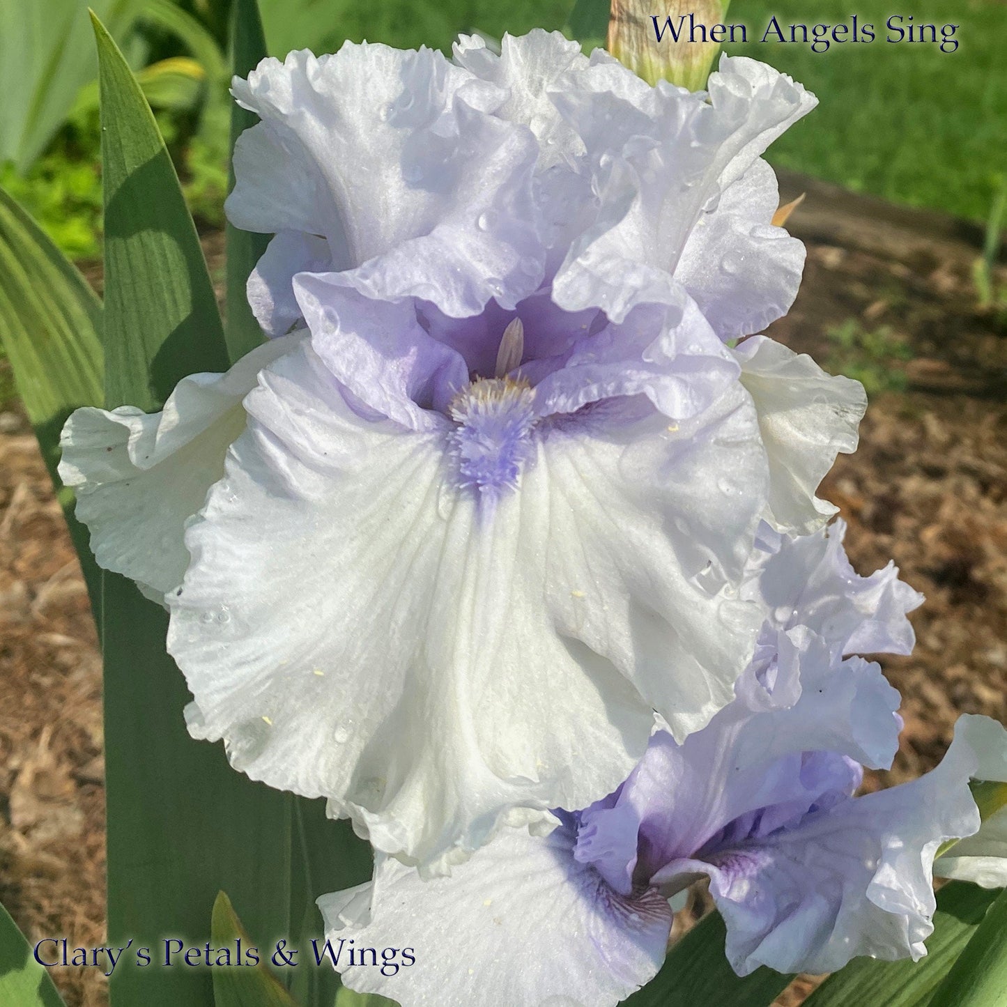 WHEN ANGELS SING - 2016 Tall Bearded Iris - Gorgeous fragrant!