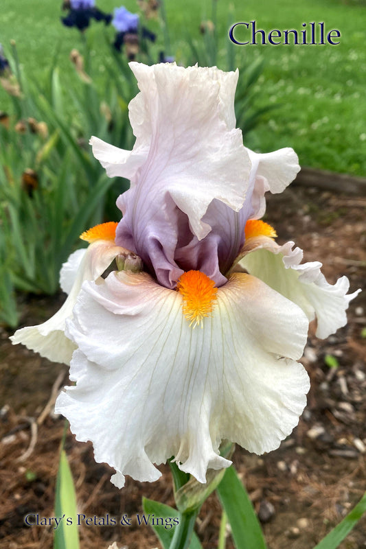 CHENILLE - 2010 - TB