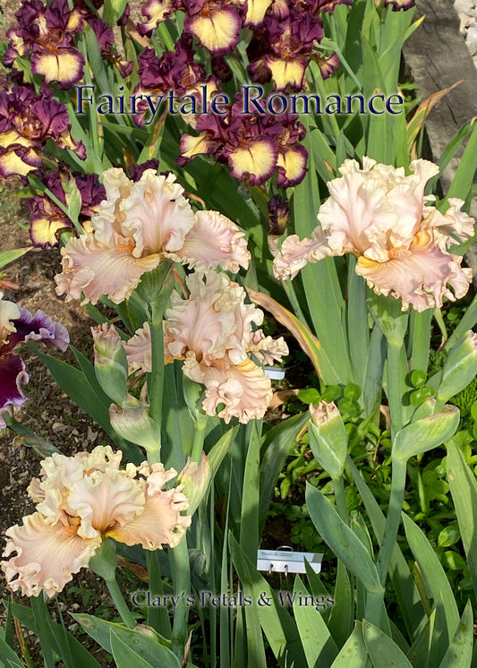 FAIRYTALE ROMANCE - 2019 - TB