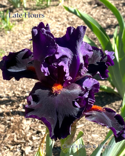 LATE HOURS -  2017 Tall Bearded Iris - Satiny black with flare!