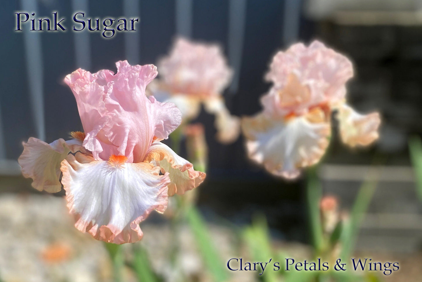 PINK SUGAR - M. Sutton 2017 Tall Bearded Iris