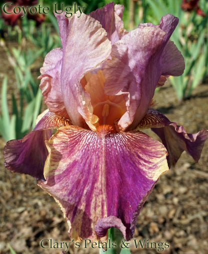 Coyote Ugly - 2007 - Tall Bearded Iris
