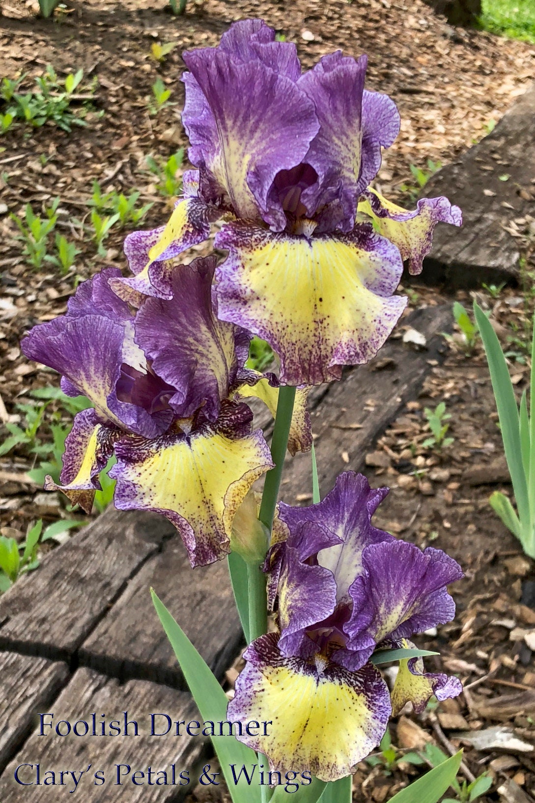 Foolish Dreamer - 2011 - Tall Bearded Iris