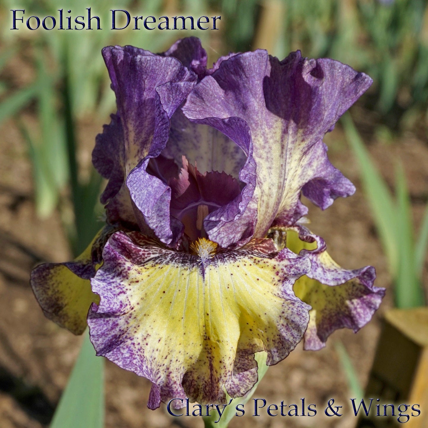 Foolish Dreamer - 2011 - Tall Bearded Iris