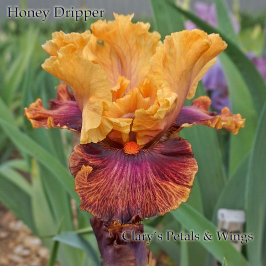 Honey Dripper 2008 Blyth Import - Tall Bearded Iris