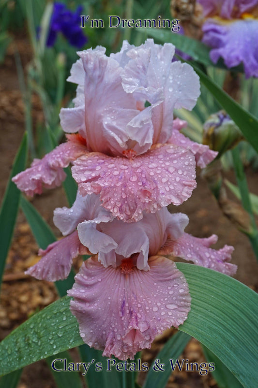 I'm Dreaming  2007 - Boarder Bearded Iris